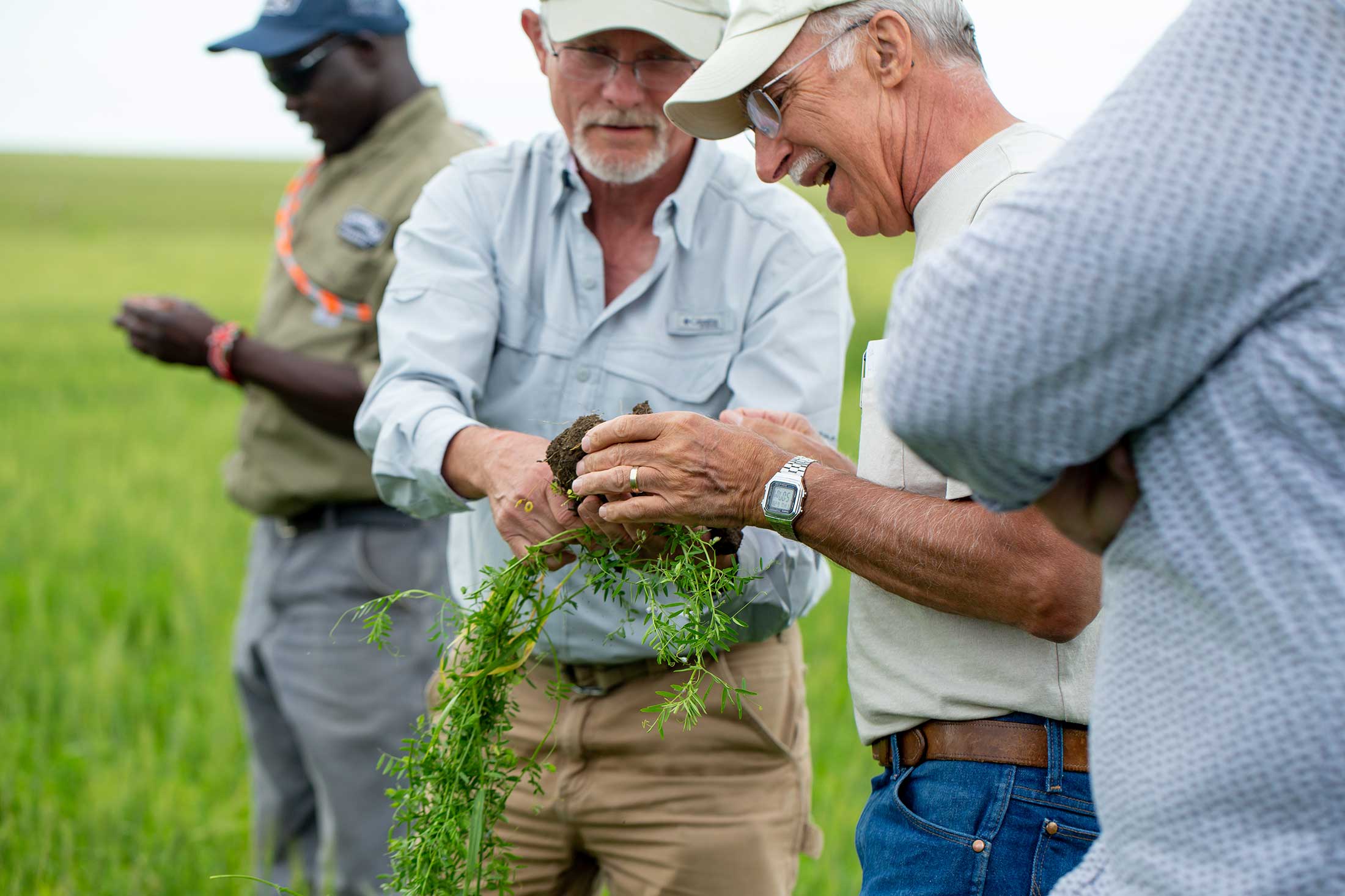 A group of farmers gather in a large field, looking at the roots of a lentil plant that one is holding